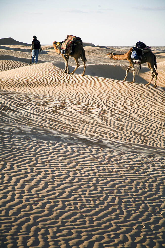 Camel trekking guide Nasser leads two camels (dromedaries) across the desert.