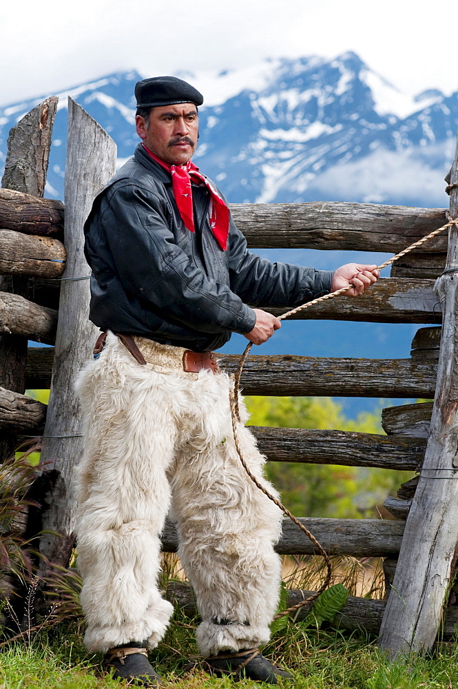 Patagonia Gaucho working with cattle on Estancia Chacabuco, Patagonia.