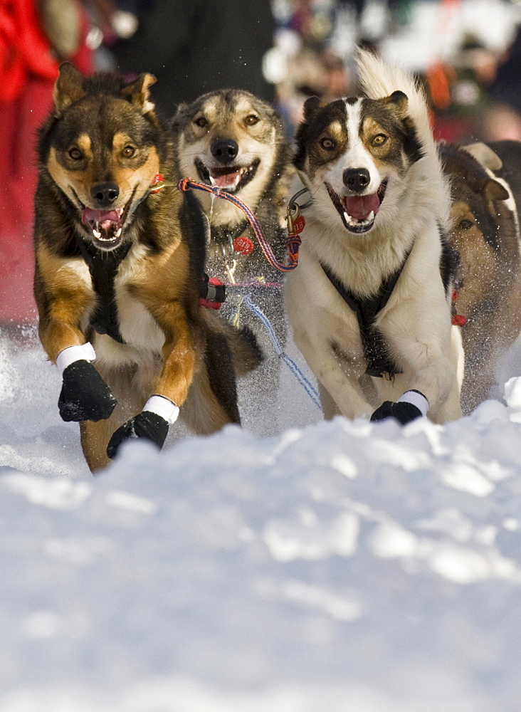 A dog team departs the starting gate in Willow, Alaska at the 2010 Iditarod Trail Sled Dog Race.