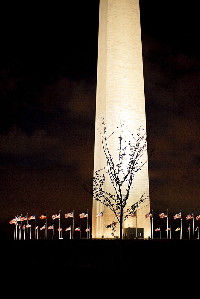 A tree silhouetted in front of the Washington Monument.