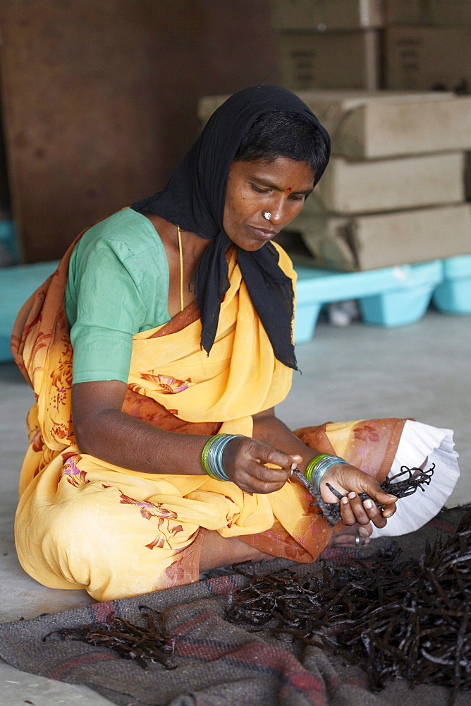 Female worker sorting vanilla beans