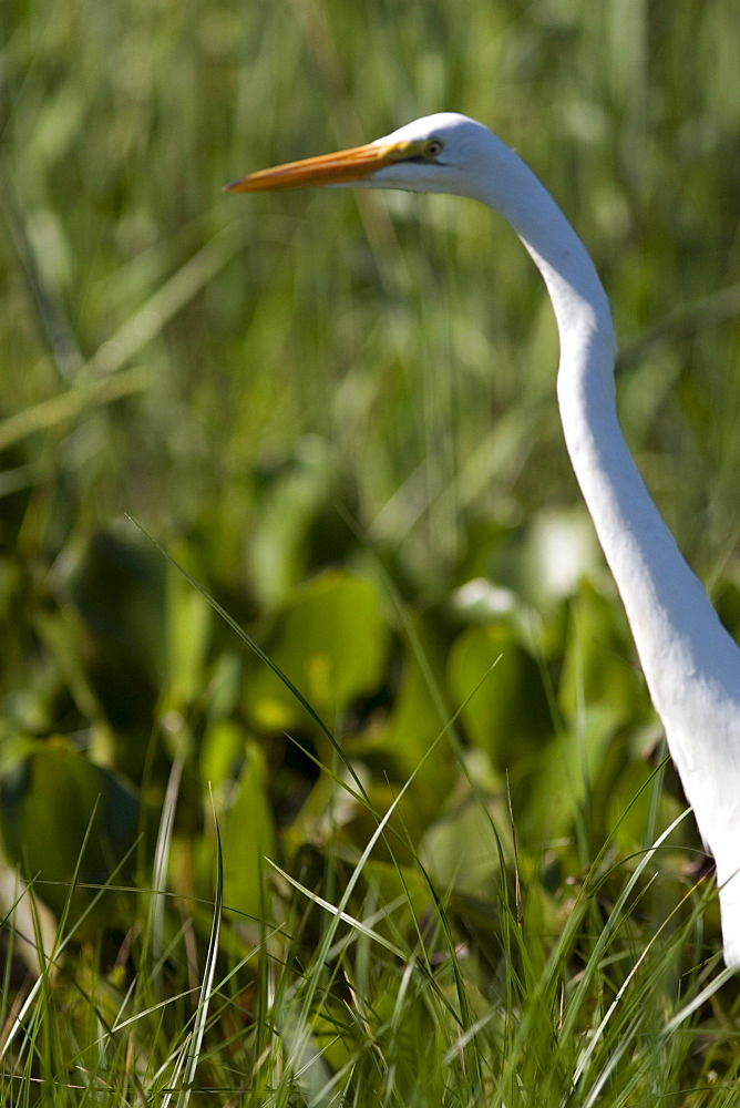 Egret among the islands of Ilha Grande National Park on the Parana River, Brazil.