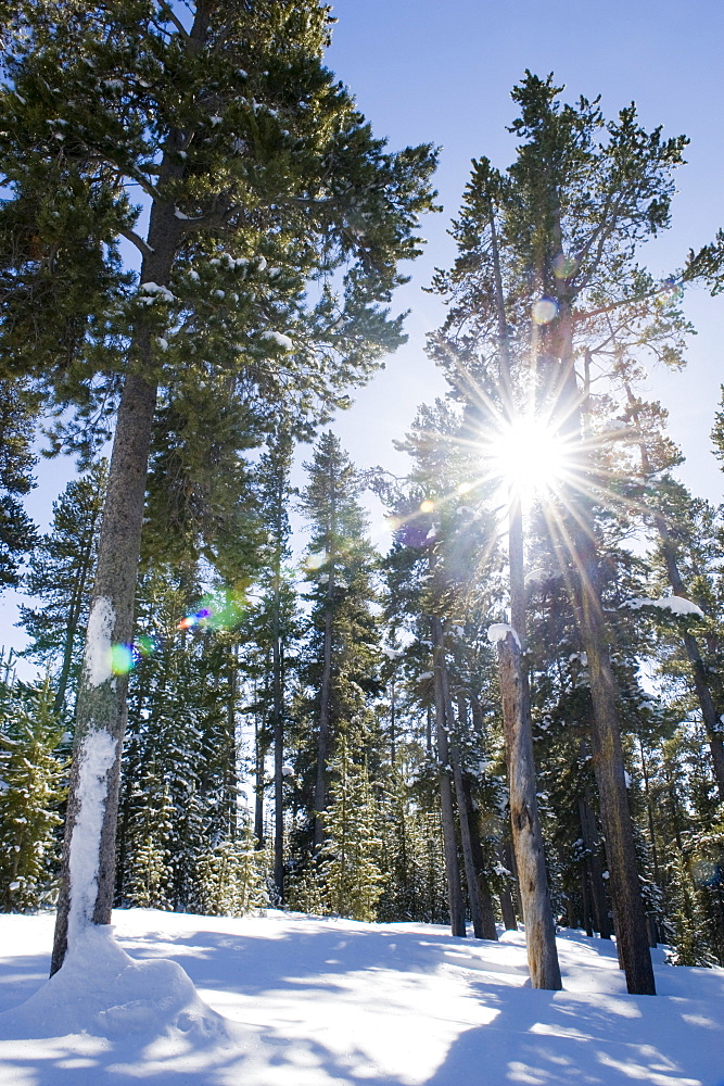 Sunlight streaming through the trees on February 15, 2008 in winter in Yellowstone National Park, Wyoming.