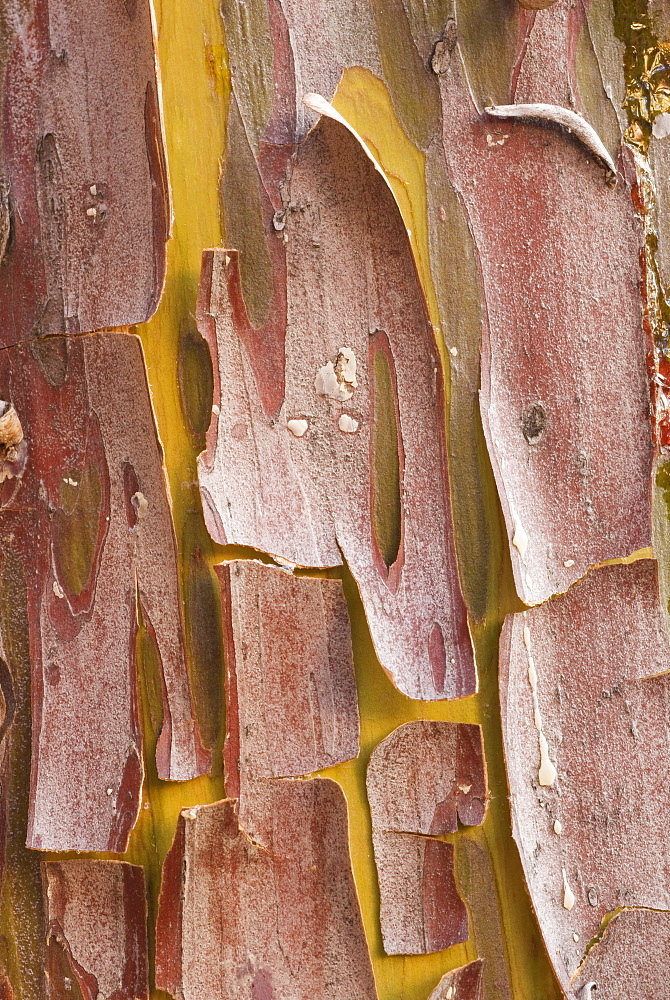 Bark on a tree in the desert in Sedona, Arizona.