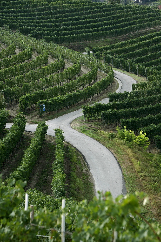 Castiglione Falletto Nebbiolo vineyards during a late summer morning in the Barolo Zone, Piemonte, Italy.