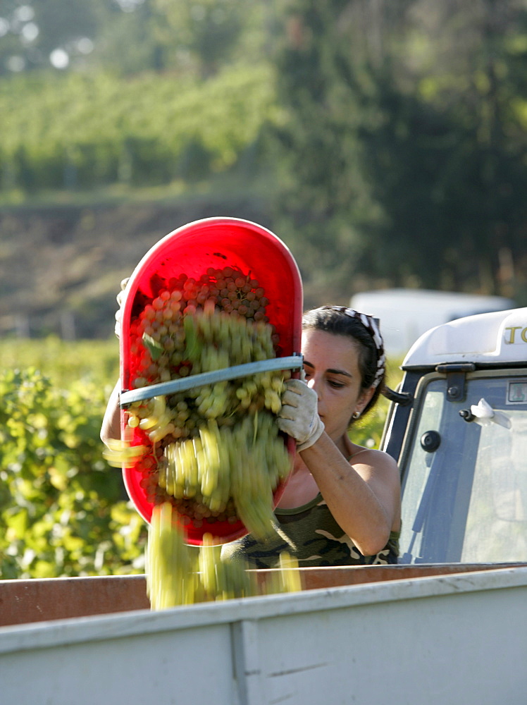 Vendemmia, harvest, of white Cortese grapes at La Scolca Winery in Gavi, Piedmont, Italy.