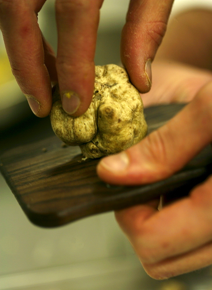 The prized white truffle (tartuffo bianco) in Cuneo, Piedmont, Italy.