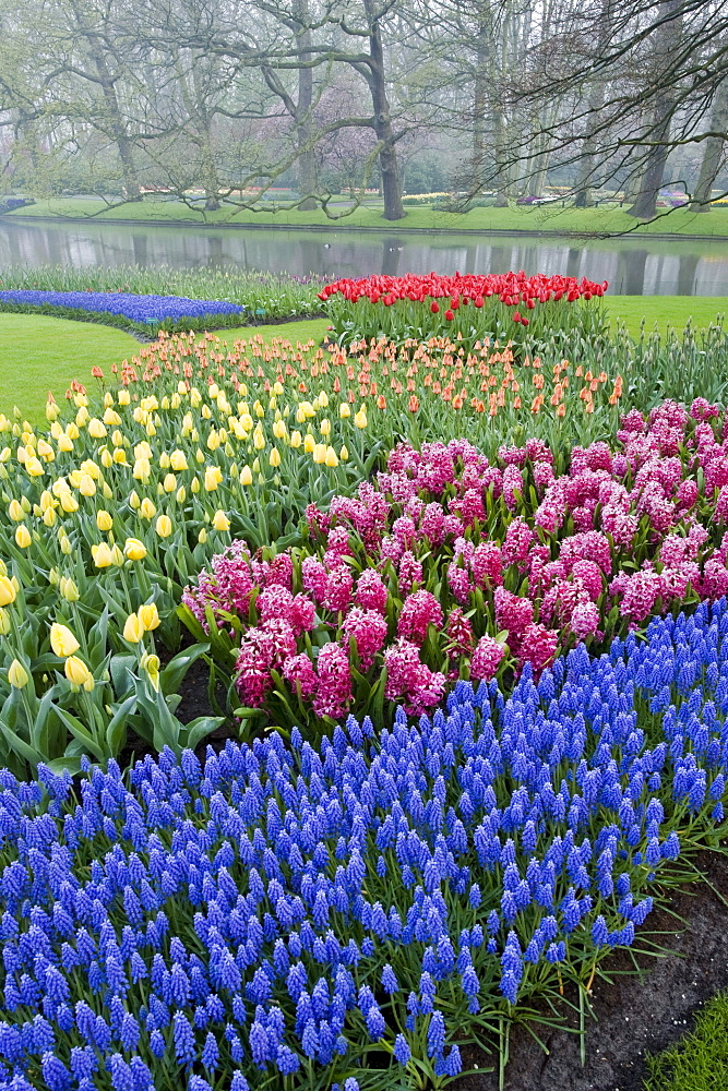 Morning mist and flowers in the Keukenhof Gardens, Lisse, Netherlands.