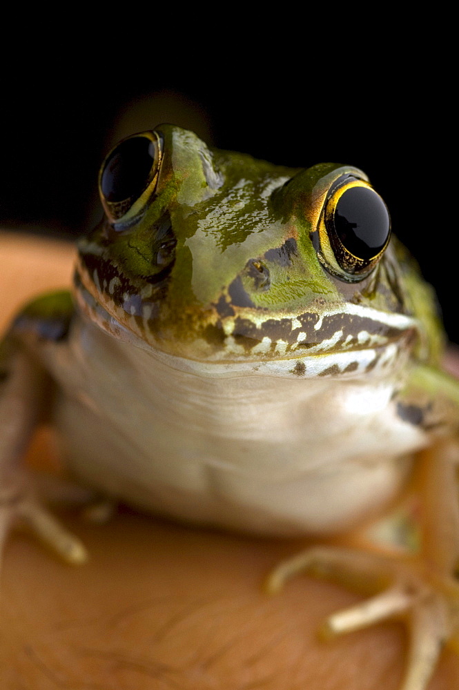 Southern Leopard Frog Rana sphenocephala (Rana utricularia) is common to most Eastern states. A nocturnal animal, it breeds all year round and can be found near any freshwater location. (macro studio)