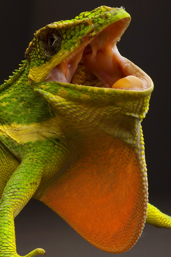 The Cuban Knight Anole (Anolis equestris) is the largest anole in the world. It is native to Cuba, but has been introduced to South Florida. Growing to a length of 13 to 20 inches it is fiercely territorial and aggressive to anything that enters its territory