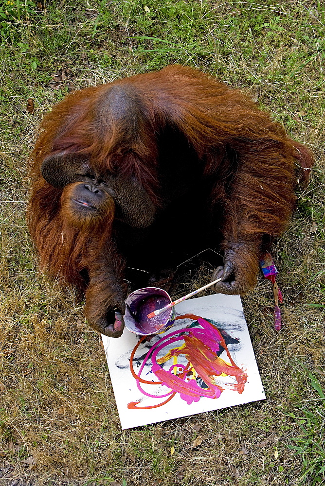 Orangutans paint on a canvas at Zoo Atlanta, Georgia, USA. The orangutans do this and also play a computer game to increase their intelligence and avoid boredom at the zoo.