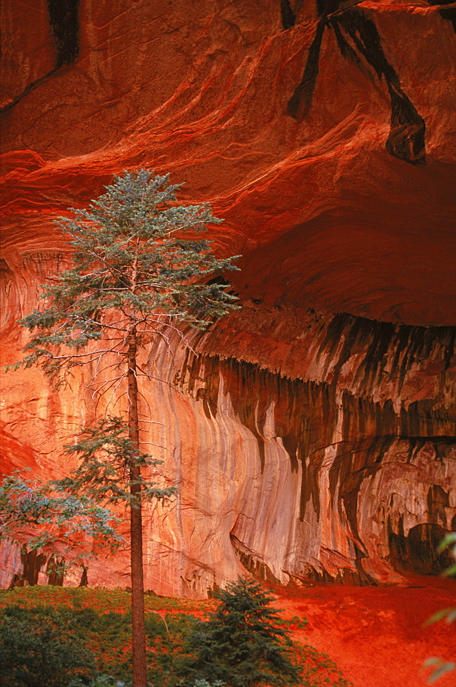 Huge arched alcove of red sandstone in Zion NP.