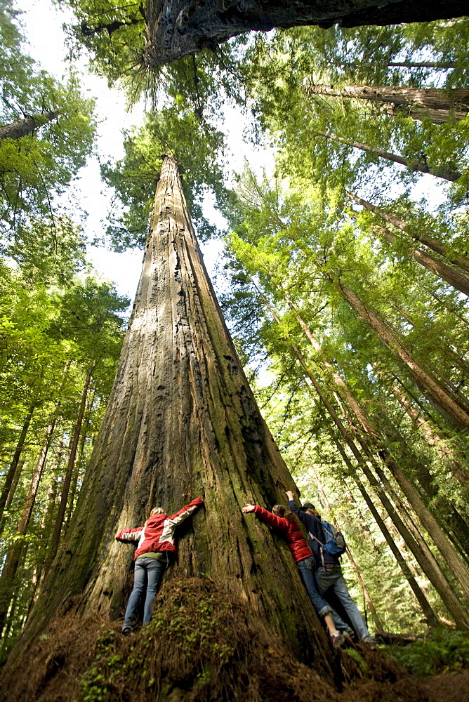 Three friends hug a massive redwood in California.