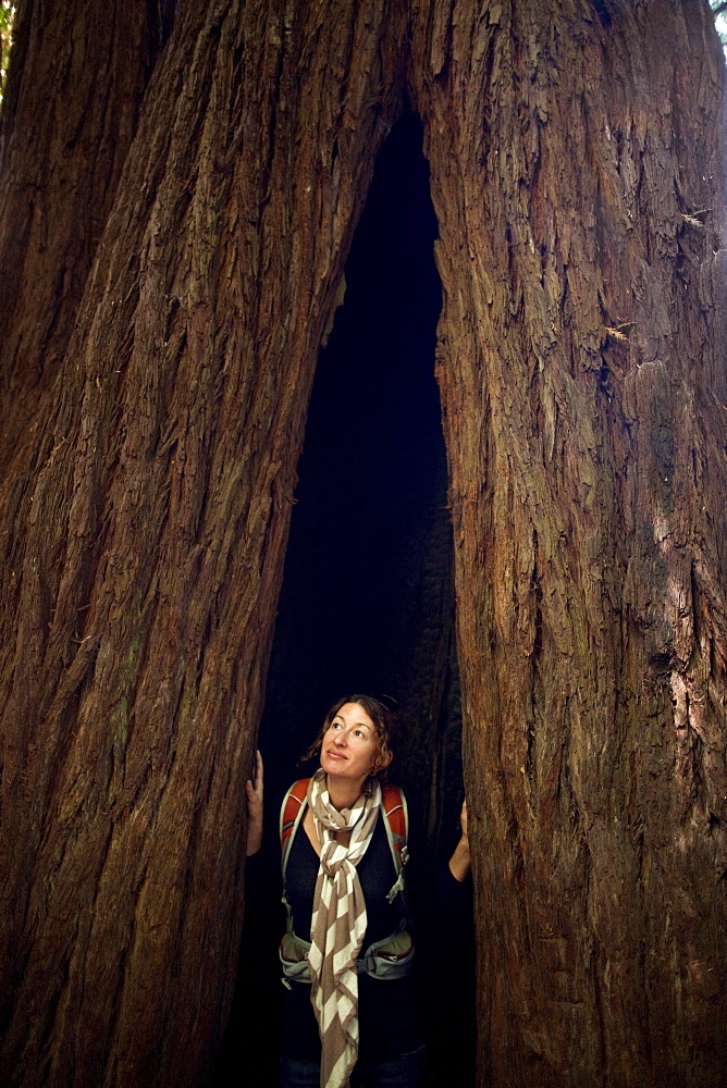 A young woman looks out from a towering coast redwood (Sequoia sempervirens) at Prairie Creek Redwoods State Park in Humboldt County, California