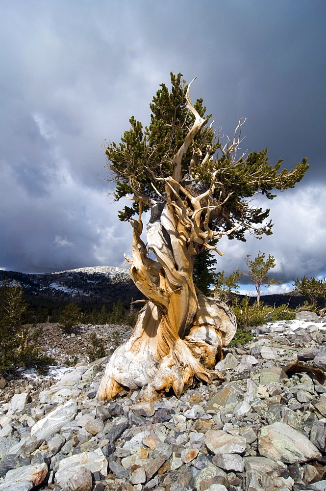 A bristlecone pine tree grows in the Wheeler Peak Grove in Great Basin National Park, NV.