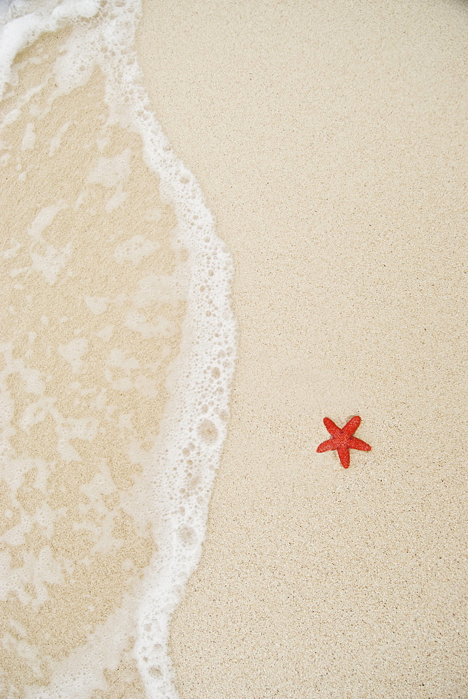 A starfish lying on the beach in the San Blas Islands, Panama.