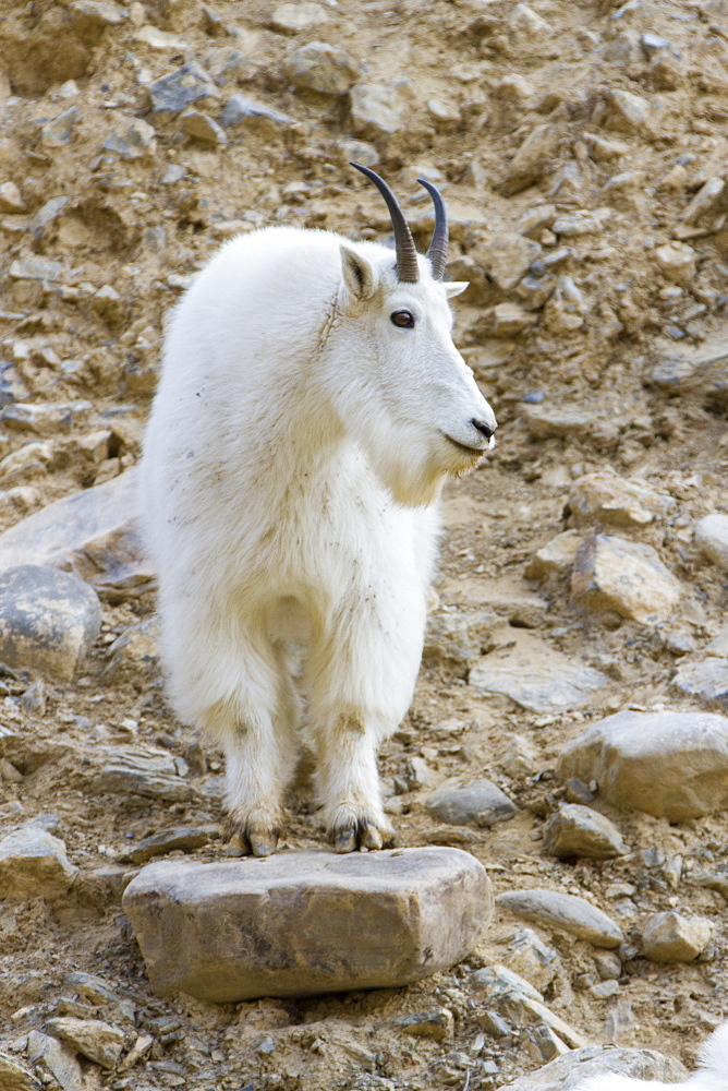 A mountain goat on watch in the Big Belt Mountains, Canyon Ferry, Montana, United States of America