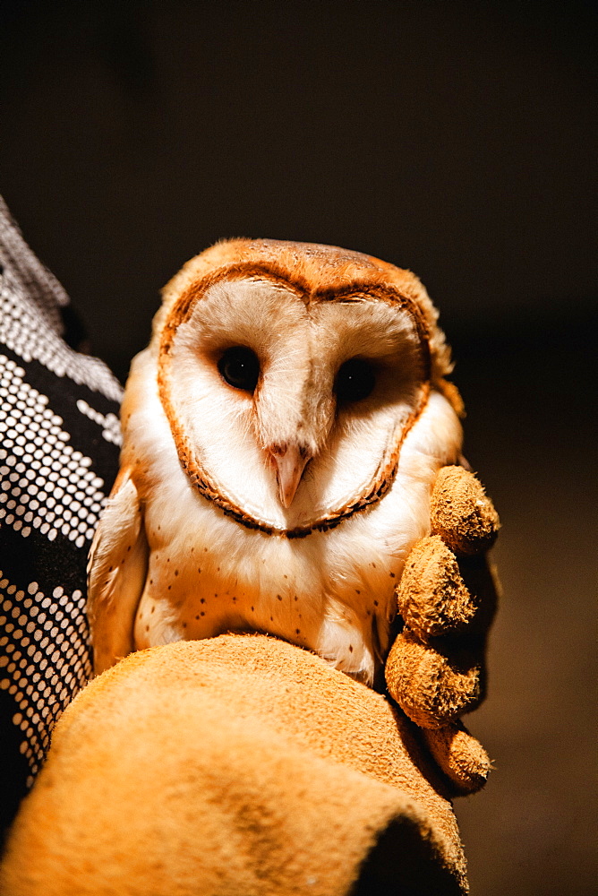 A researcher holds a Barn Owl (Tyto alba) after it was captured from Vancouver International Airport. The bird will be relocated to an area 100km away from the airport in hopes that it will not return, Langley, British Columbia, Canada