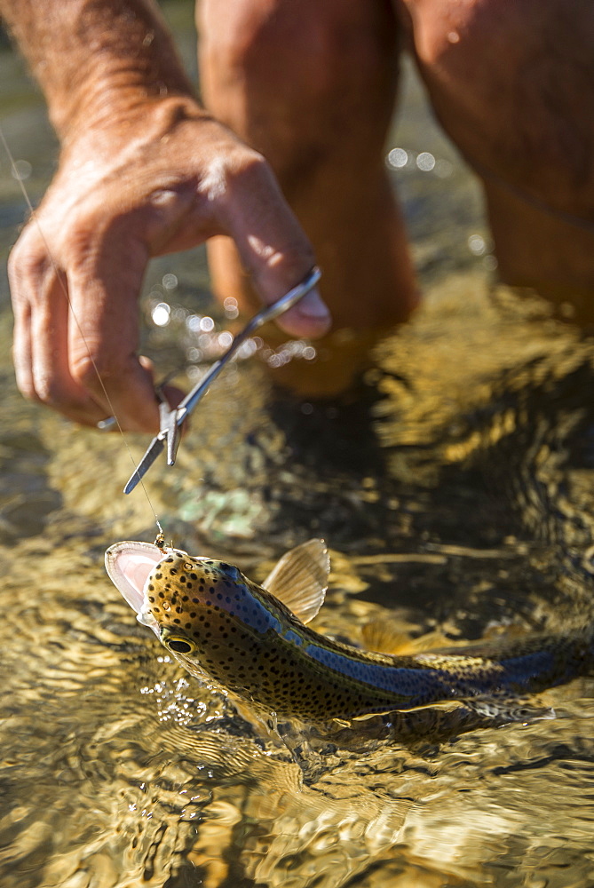 Brook trout waiting to be released of the hook, Colorado, USA