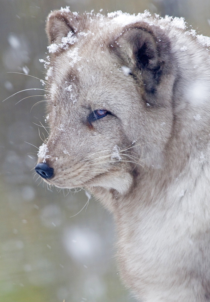 Arctic fox Alopex lagopus, Adult Fox in Snowfall (captive) Highland Wildlife Park, Cairngorms, Kingussie, Scotland, UK