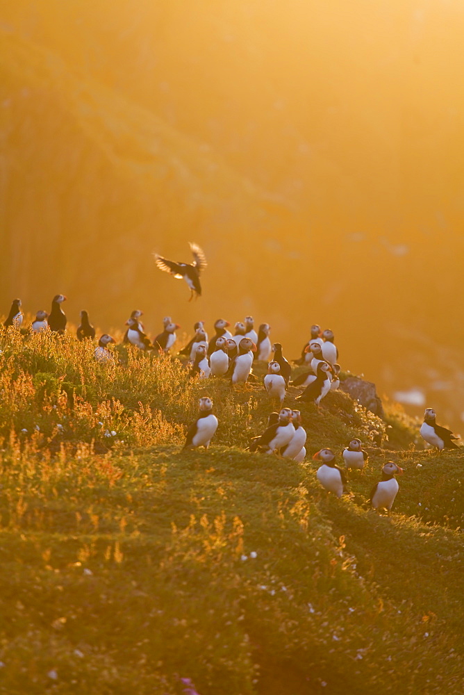 Atlantic puffin - Fratercula arctica - Colony of Puffins,Skokholm island in late evening sunlight. June, Skokhom Island, Pembrokshire, Wales