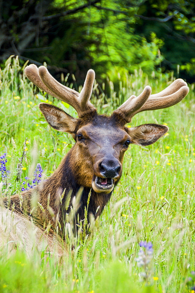 Portrait of elk grazing and laying down in wildflowers and grass, Redwood National Park, California.