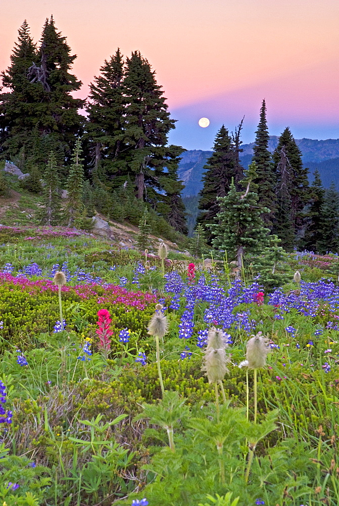 Mount Rainier Moonset, Mount Rainier Natoinal Park, WA