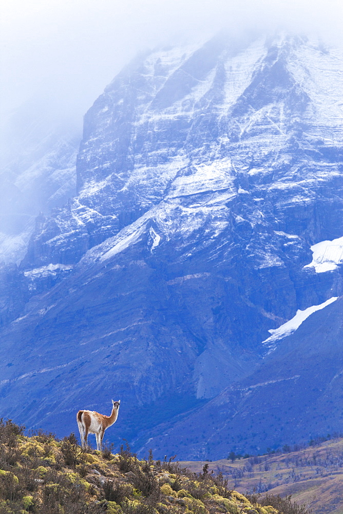 A wild guanaco (lama guanicoe) in Chile's Torres del Paine National Park.