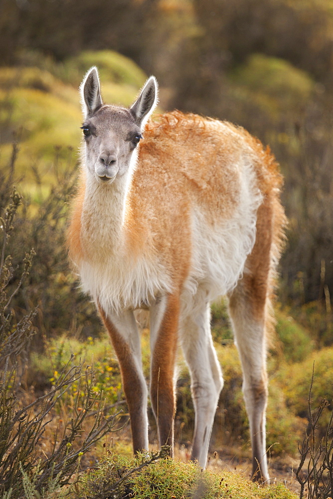 A wild guanaco (lama guanicoe) in Chile's Torres del Paine National Park.