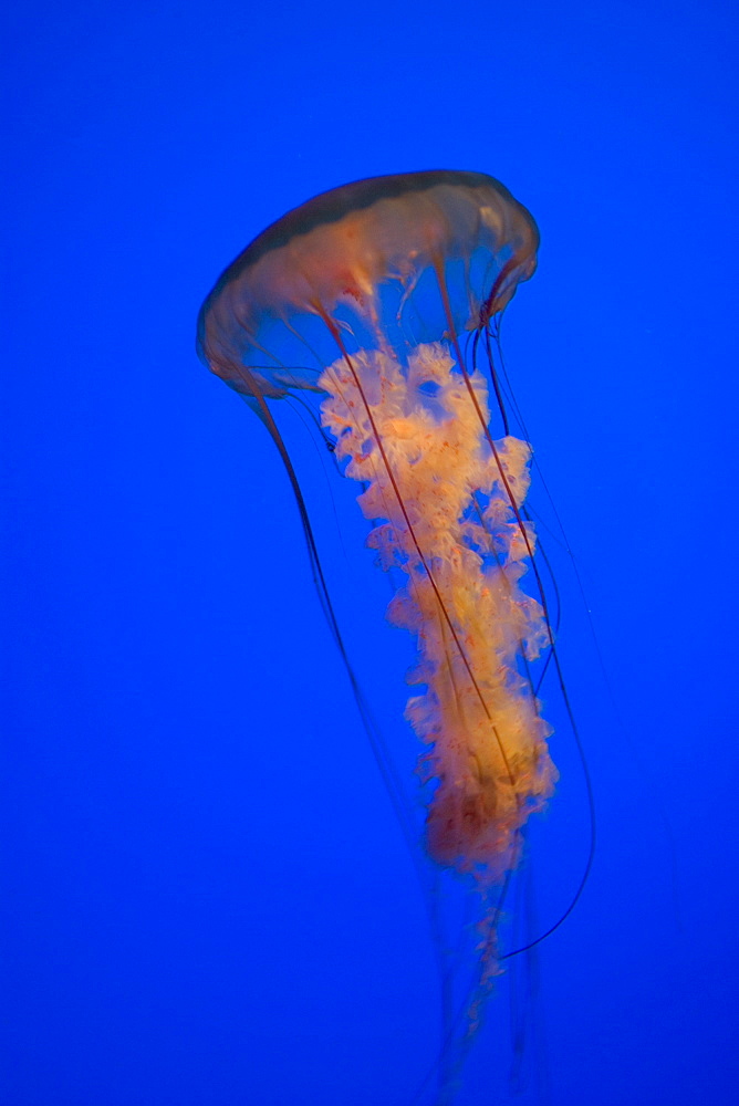 A sea nettle on a blue background, United States