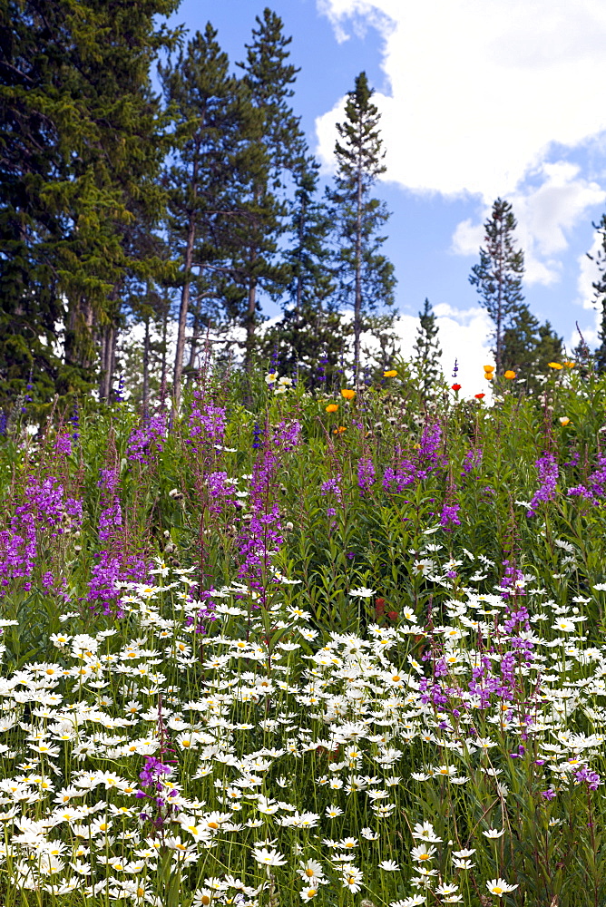 Summer brings colorful displays of wildfllowers along the roads of Peak Seven.