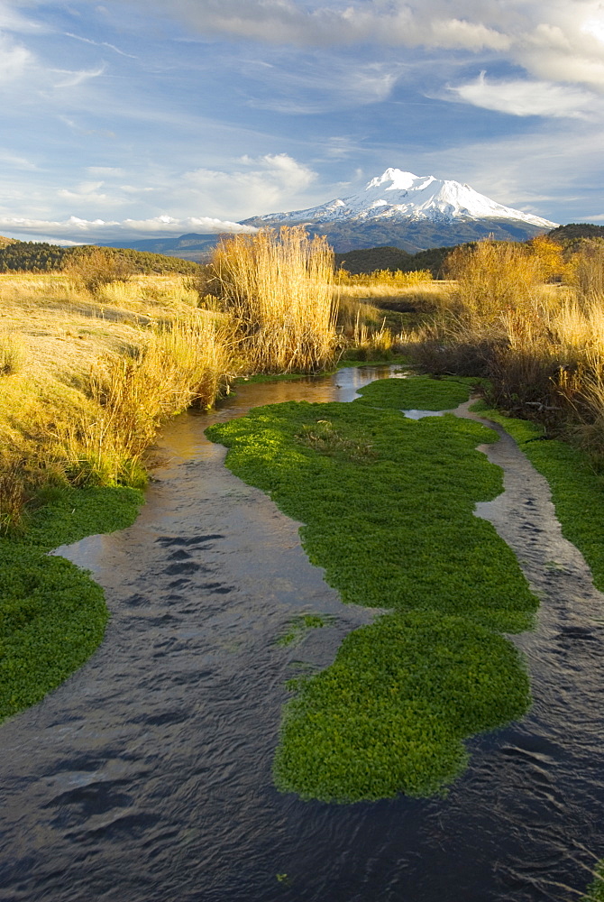 November 12, 2008 Mt Shasta CA, Big Springs ranch The Shasta River as it runs through Big Springs Ranch about 20 miles north of the town of Mt Shasta. The Shasta River and its tributaries create one of the most important spawning nurseries for Chinook salmon in the entire Klamath Basin. The ranch is contributing to degraded habitat conditions, which actually warm water temps by upwards of 10 degrees as the river passes through the ranch and then spills into the Klameth River.This stretch of river is a very fertile juvenile salmon rearing area and that there are a surprising number of returning salmon in spite of habitat degraded by grazing cattle and bad irrigation practices, United States of America