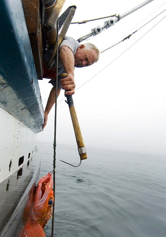 Sept 24, 2008 20 miles offshore of Morro Bay California. Captain Bill Blue fishing for Black Gill Rock Fish off the coast of Big Sur California using the "hook and line", or "long-line" method. A new wave in sustainable commercial fishing is pushing fisherman to switch from higher impact methods of harvesting fish like trawling- to hook and line or long line harvest, United States of America