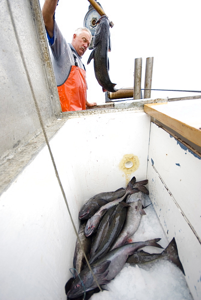 Sept 24, 2008 20 miles offshore of Morro Bay California. Captain Bill Blue fishing for Sable Fish or "Black Cod" off the coast of Big Sur California using the "hook and line", or "long-line" method. A new wave in sustainable commercial fishing is pushing fisherman to switch from higher impact methods of harvesting fish like trawling- to hook and line or long line harvest, United States of America