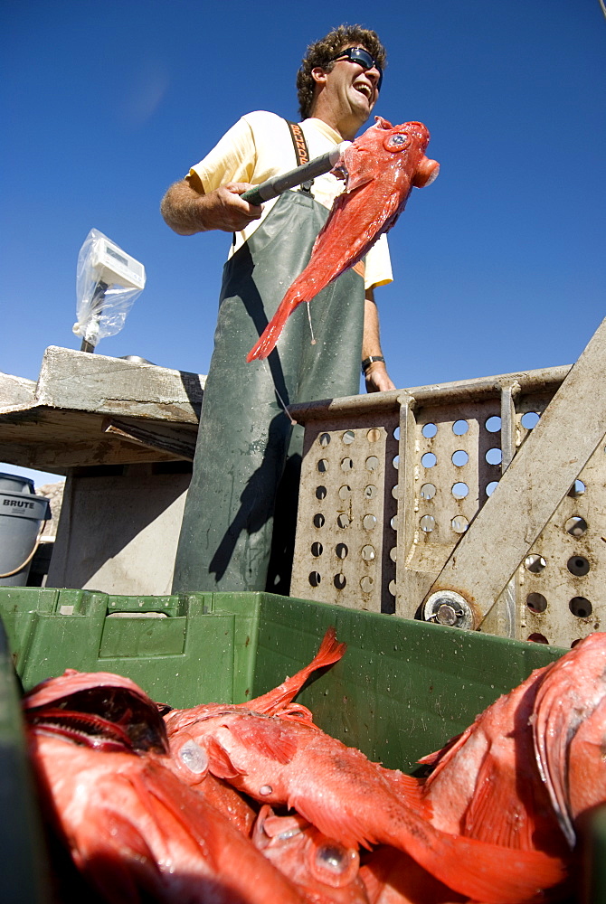 Sept 25, 2008 On docks of Morro Bay California fisherman Dave Rose at his processing wharf unloading his catch of Black Gill Rock Fish, caught on sustainable long-lines. A new wave in sustainable commercial fishing is pushing fisherman to switch from higher impact methods of harvesting fish like trawling- to hook and line or long line harvest, United States of America