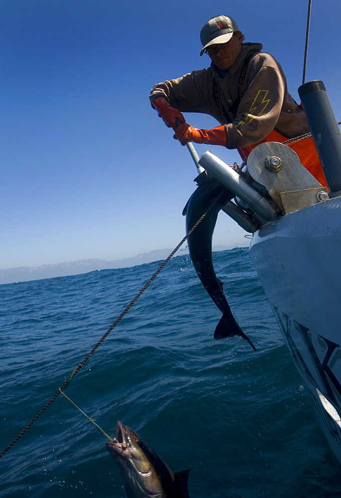 Sept 26, 2008 Fishing offshore, Big Sur California on the MV Nikki J using the "hook and line", or "long-line" method of sustainable fishing. Crew member David Anderson hauls in a Sable Fish or "Black Cod". A new wave in sustainable commercial fishing is pushing fisherman to switch from higher impact methods of harvesting fish like trawling- to hook and line or long line harvest, United States of America