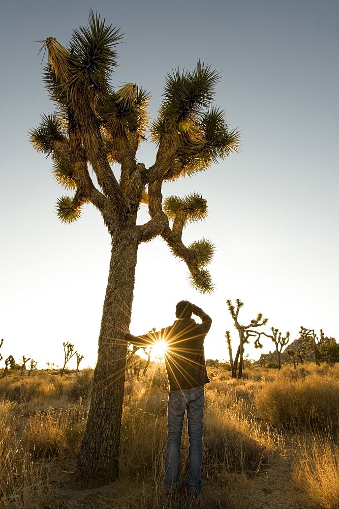 Sunrise Joshua Tree.