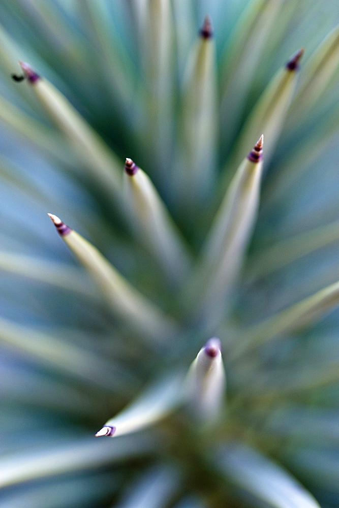 Native plants in Joshua Tree.