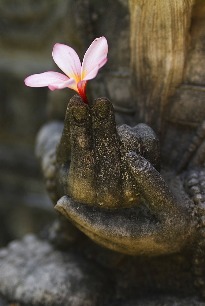 An Indonesian stone carving holds a pale pink Frangipani flower (Plumeria alba) in the town of Ubud on Bali, Indonesia.