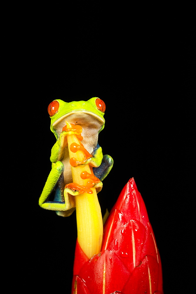 Tropical Red-eyed Tree Frog (Agalychnis callidryas) on Heliconia plant , Costa Rica