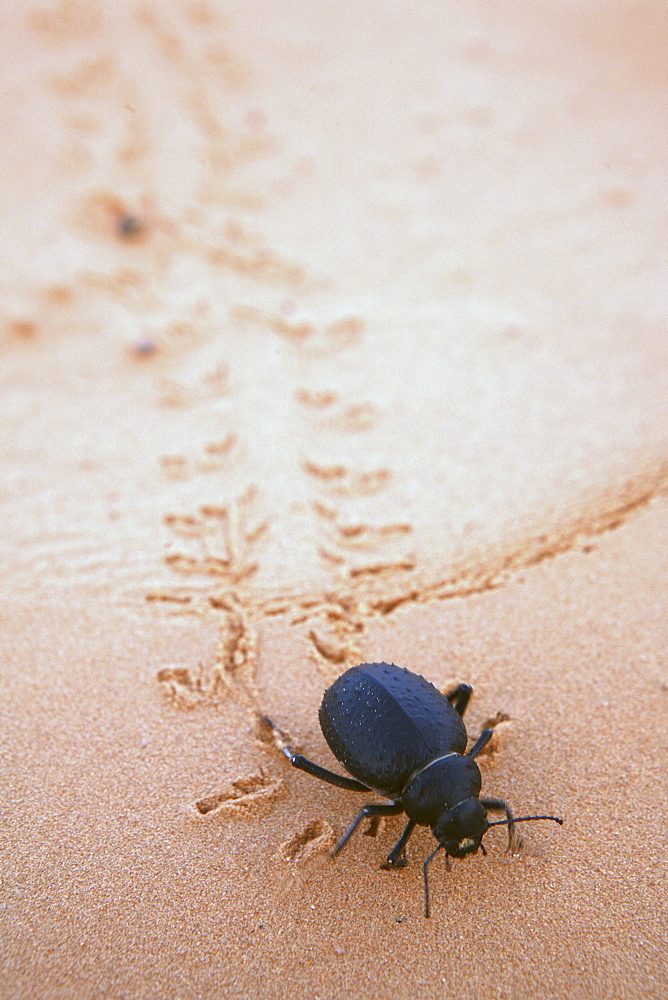 beetle walking in desert sand, Tunisia, Sahara desert