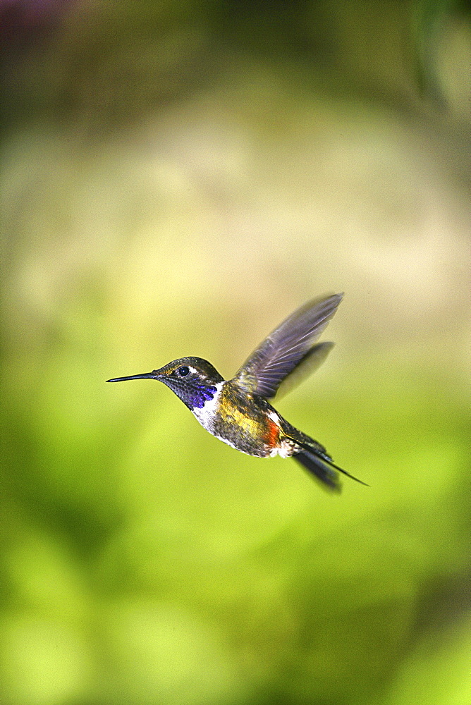 Purple-throated Woodstar -Calliphlox mitchellii-, hummingbird, in flight in its natural habitat, Tandayapa region, Andean cloud forest, Ecuador