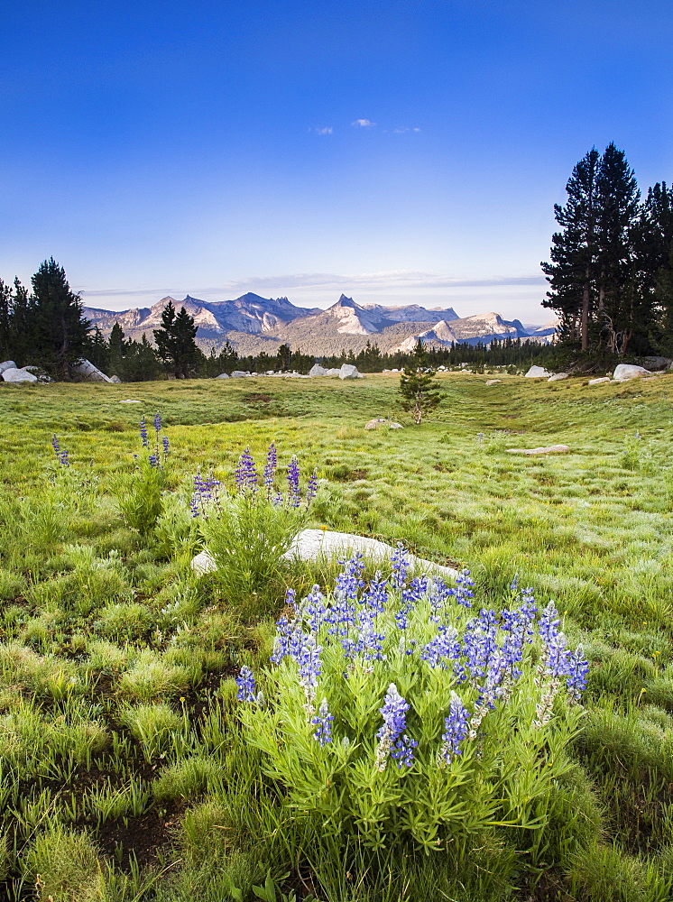 Cathedral Range at sunrise from Dog Lake Trail, Yosemite National Park