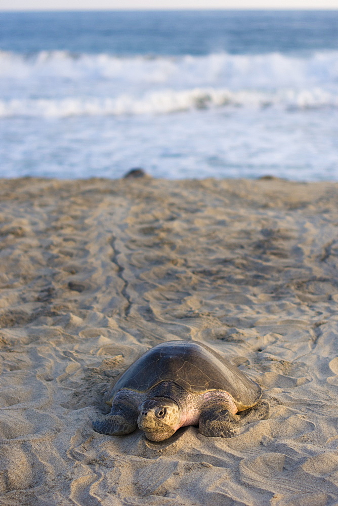 Olive Ridley Sea Turtle makes its way from the ocean onto the beach in order to lay its eggs in Oaxaca, Mexico.