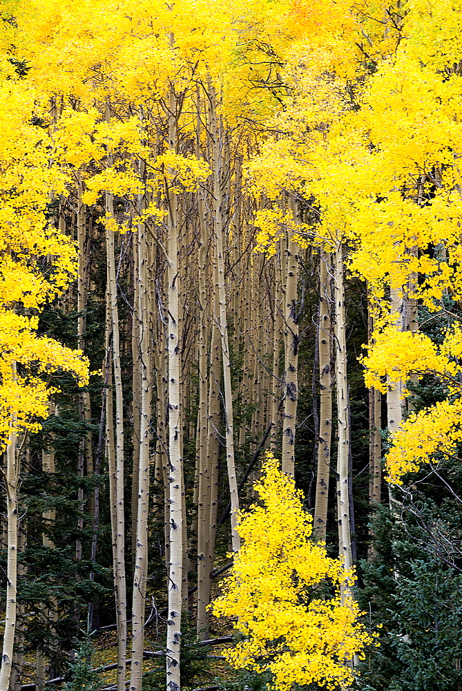 Beautiful aspen trees turn bright yellow during the fall along the Santa Fe National Forest Scenic Byway, New Mexico.