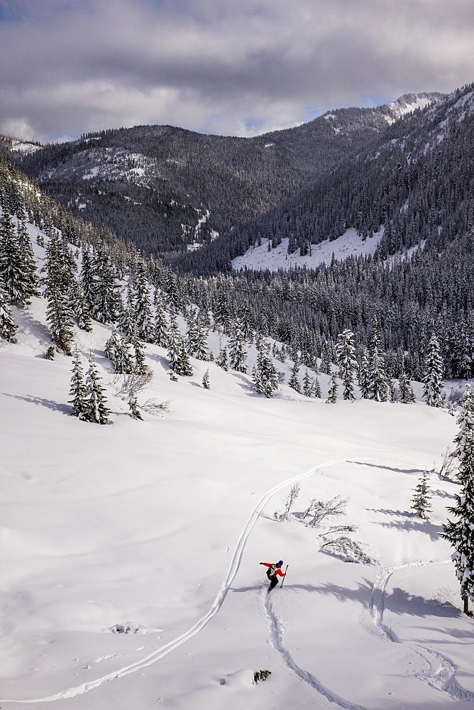 A Backcountry Skier In The Middle Of A Forest In The Cascades Of Washington