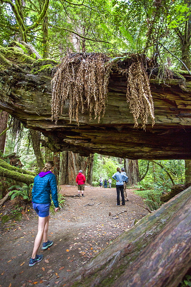 A Family Hikes Beneath Fallen Logs In Redwood National Park, California, Usa