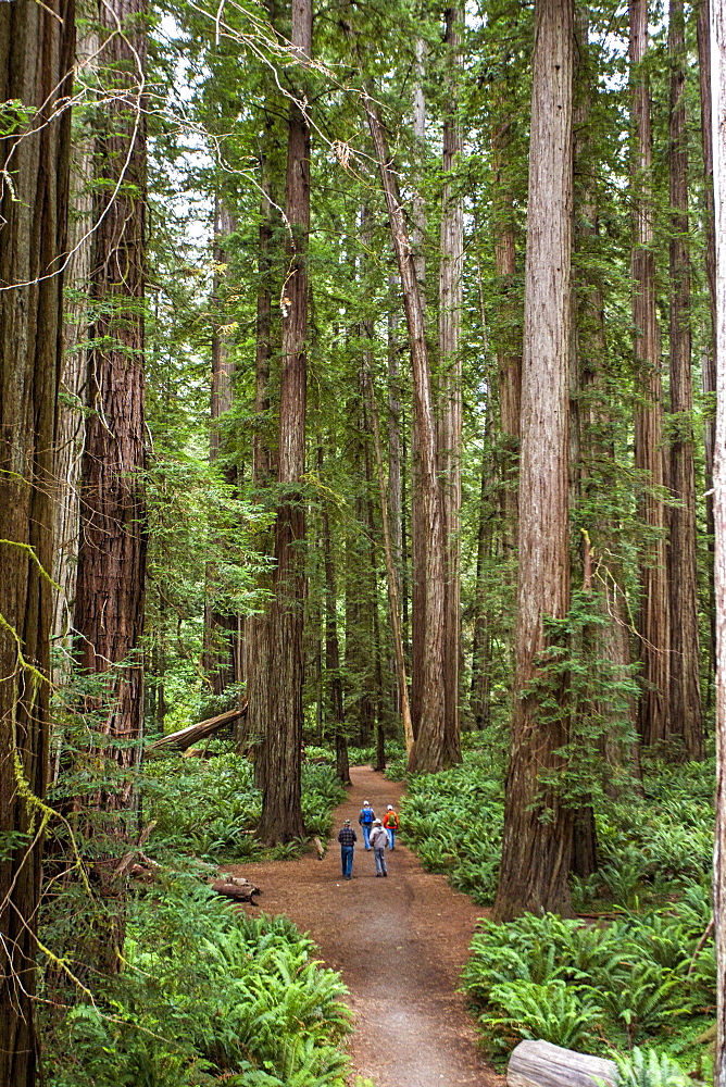 Group Of People Standing On A Trail Of Redwood National Park, California, Usa