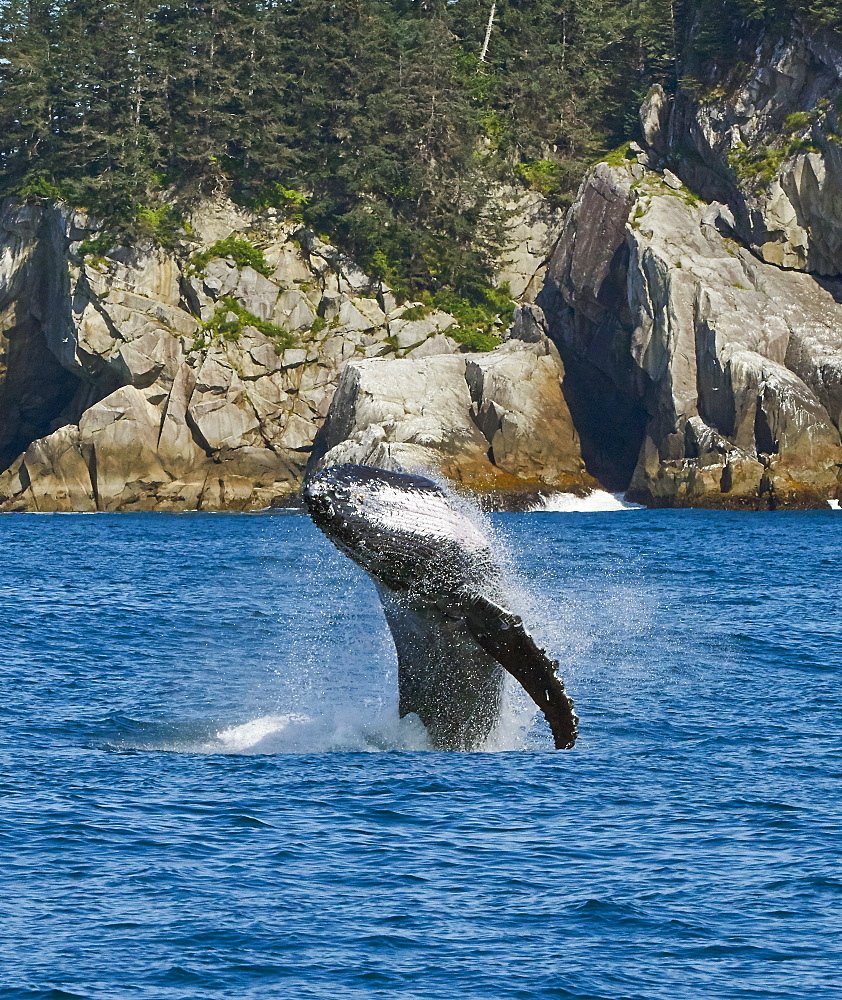 Whale Breaching In Kenai Fjords National Park, Alaska