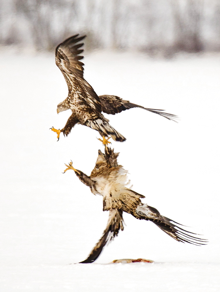 SABATTUS, ME - FEBRUARY 19, 2017: An immature bald eagleHaliaeetus leucocephalus fends off a rival while protecting a pike on frozen Sabattus Pond, in Sabattus, Maine. Ice fishermen on the popular winter fishing spot often leave fish they don't want to keep, for the eagles to feed on. Occasionally eagles will steal a fish, left unguarded on the ice, that was meant for the fisherman's dinner.